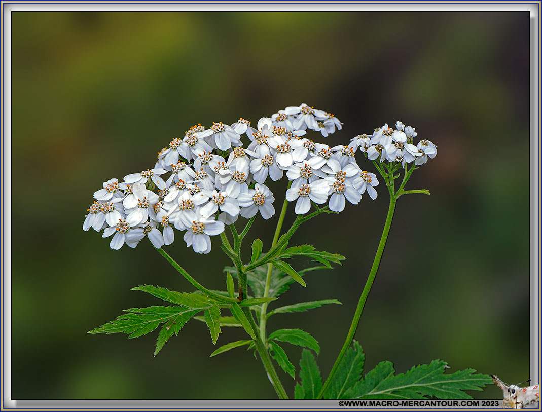 Achilée mille feuilles